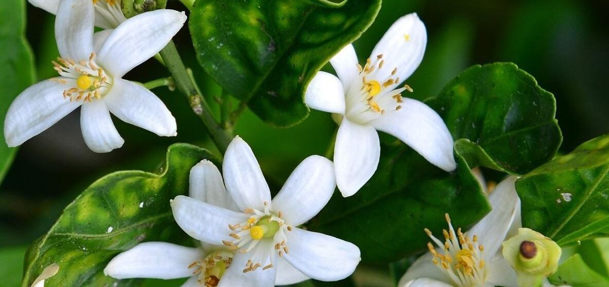O neroli axuda a eliminar as arañas vasculares